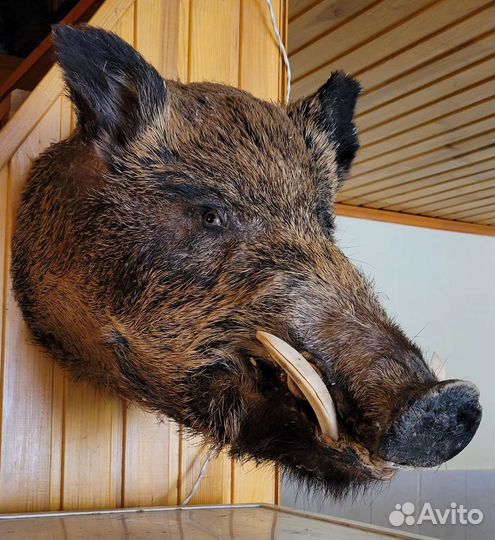 Чучело головы кабана