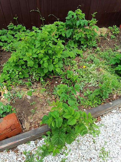 Малины саженцы