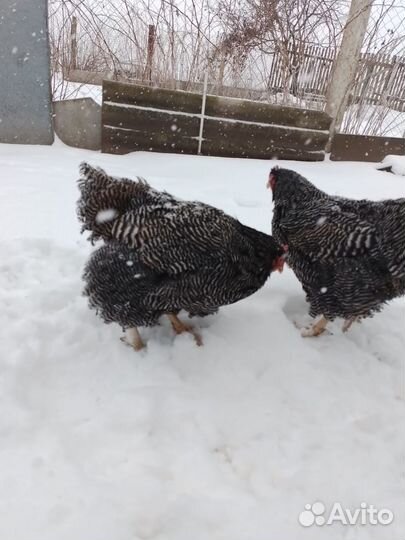 Куры плимутрок, джерсы петух