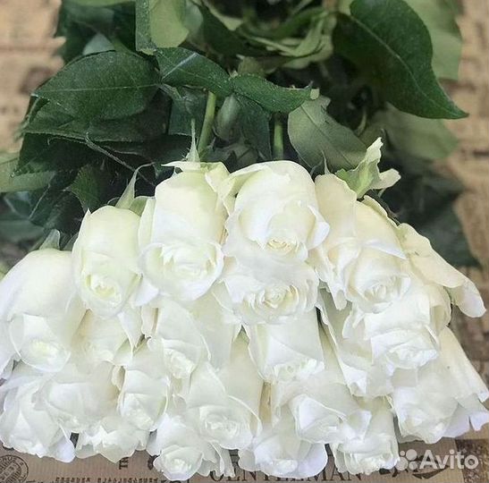 Высокие розы Гигантские розы 110