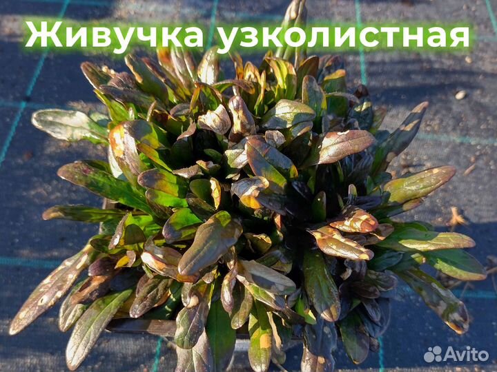 Живучка Саженцы от питомника Оптом