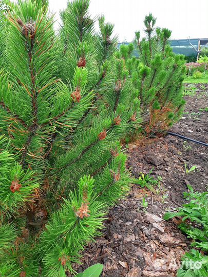Сосна горная Пумилио/ Pumilio саженцы