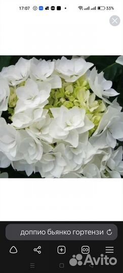 Гортензии,Пассифлора,Канны,Ромашка Гигант