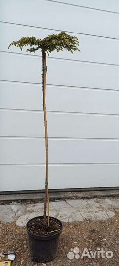 Можжевельник Штамб(читайте описание)