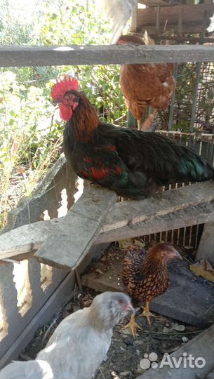 Петух черный красавец маран