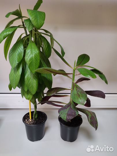 Синадениум Гранта и Рубра