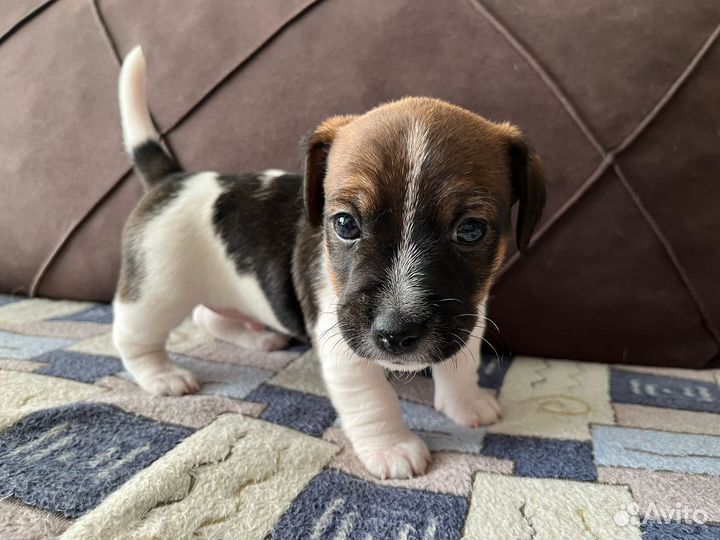 Щенки джек рассел терьер