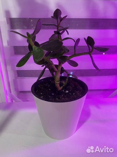 Толстянка (денежное дерево)