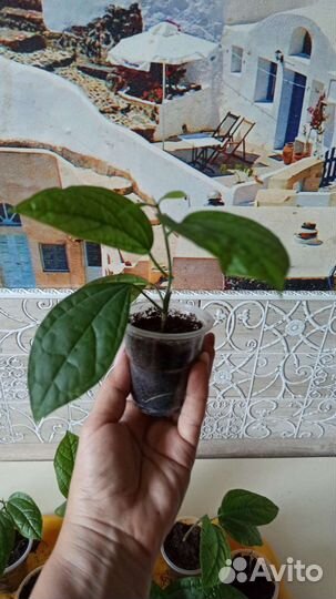 Клеродендрум госпожи Томпсон