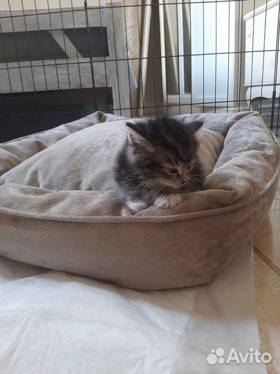 Котята 1,5мес с доставкой