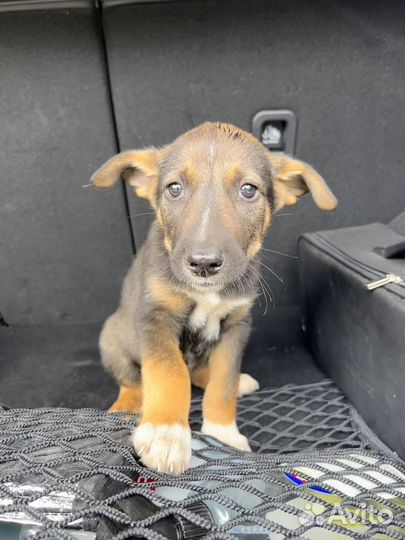 Щенки бесплатно в дар