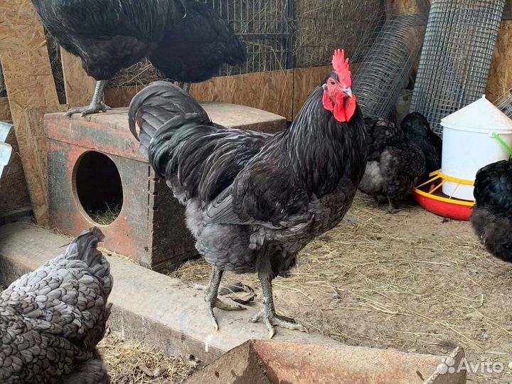 Джерсийский гигант