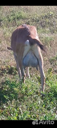 Коза альпо- нубийская