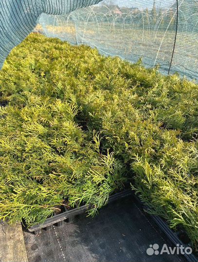 Туя Смарагд черенки (кассета)