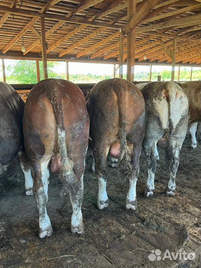 Мясо говядина свежее halal Быки туши