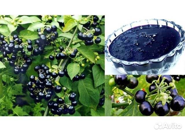 Рассада черники- форте