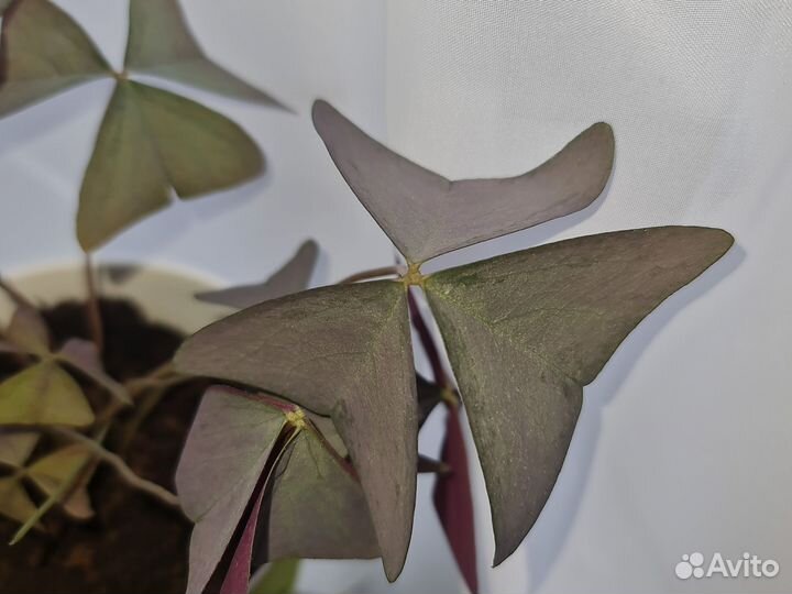 Кислица оксалис