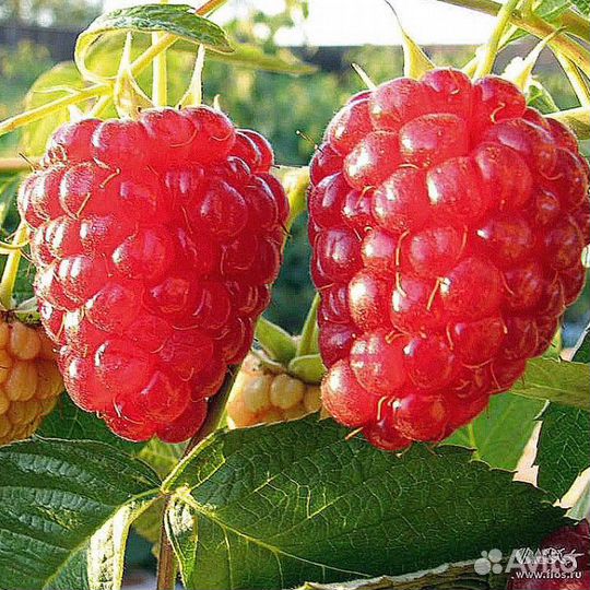 Саженцы малины