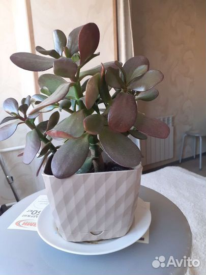 Цветок толстянка