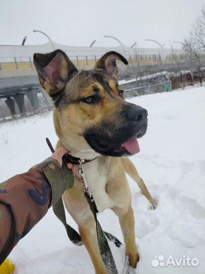 Отдам собаку в добрые руки