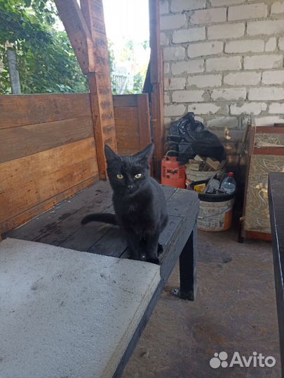 Котенок в добрые руки