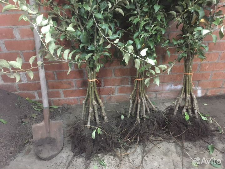 Саженцы яблони на карликовом и полукарликовом подв