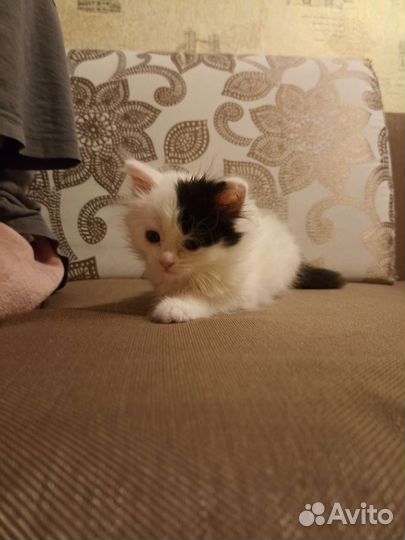 Кошка в дар бесплатно