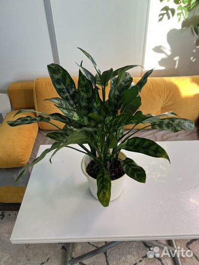 Аглаонема взрослое растение