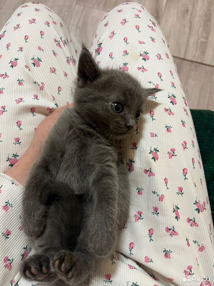 Котёнок в добрые руки, Липецк