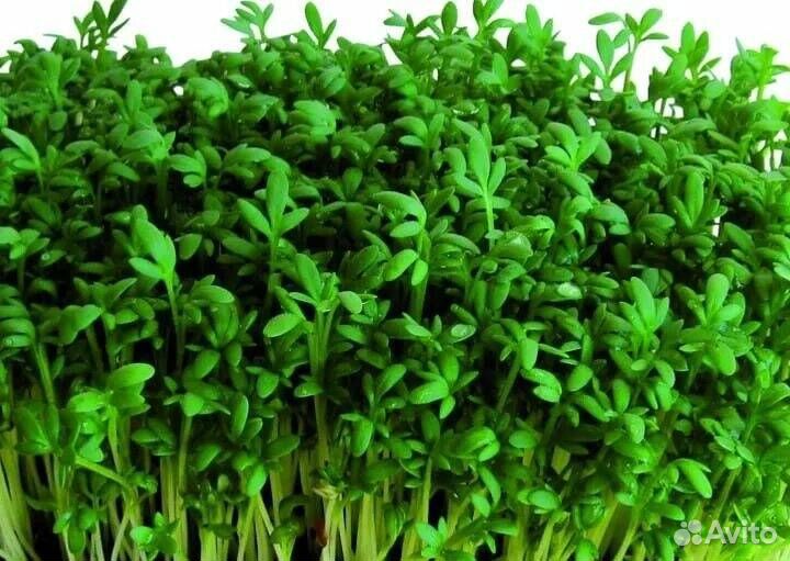 Семена элитные Кресс салат сорт Весенний