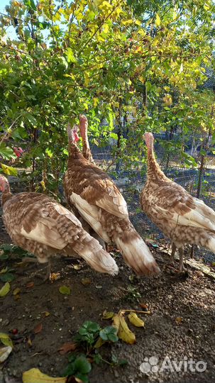 Индюки Красный Бурбон