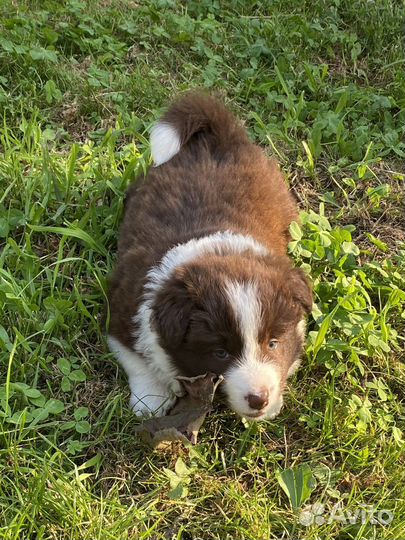 Мальчик бордер колли