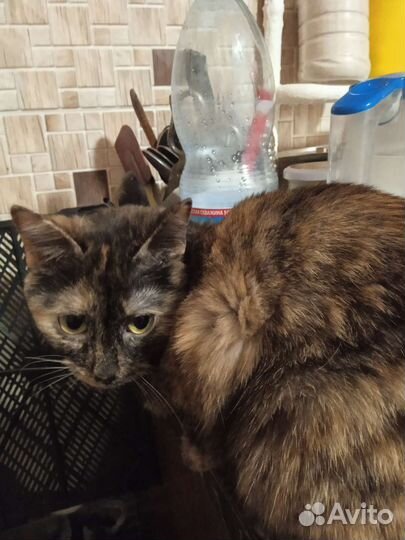 Кошечка подросшая в добрые руки