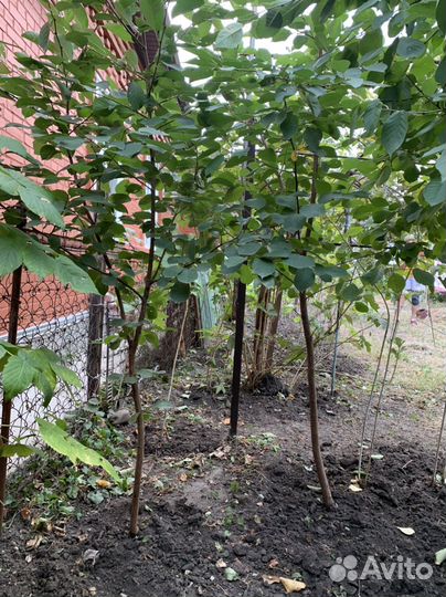 Вишня шпанка саженец 2 года