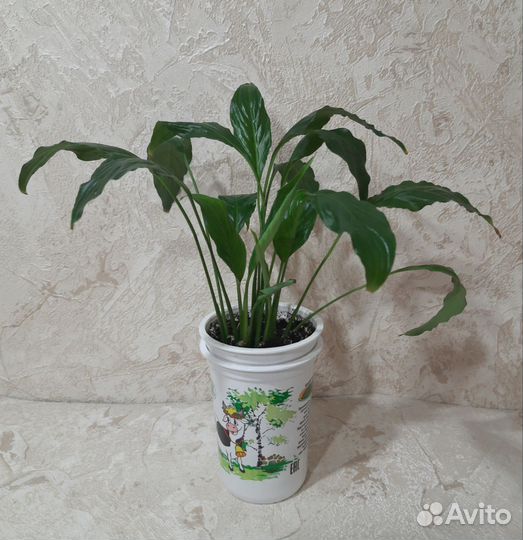 Кордилина и спатифиллум (женское счастье)