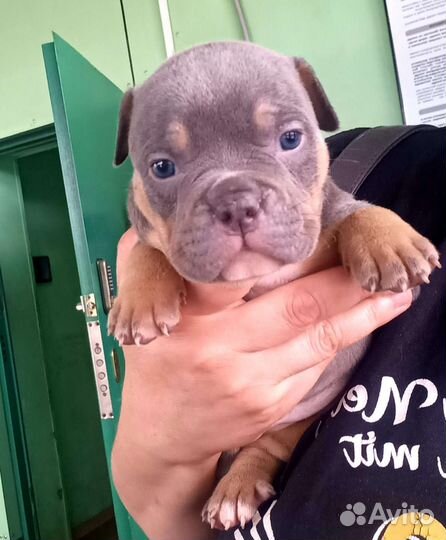 Американский булли покет девочка