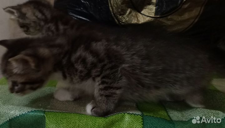 Кот и кошка