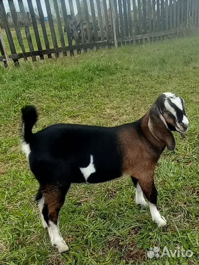 Англо нубийский козлик