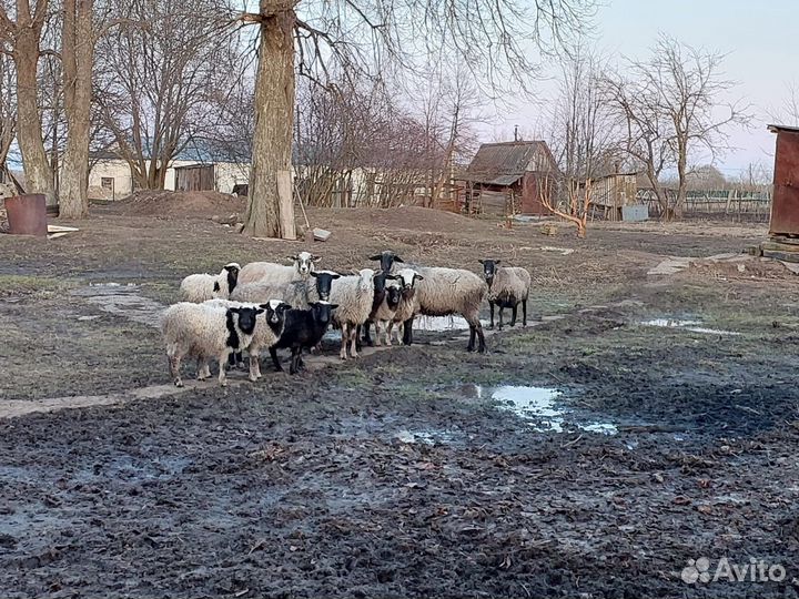 Романовские овцы