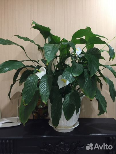 Комнатные растения