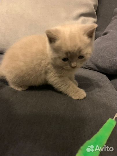 Британская