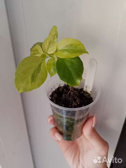 Экзотическая бугенвиллия пестролистная