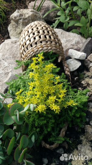 111 многолетников для дачи и сада