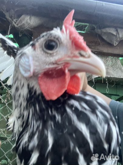 Куры молодки