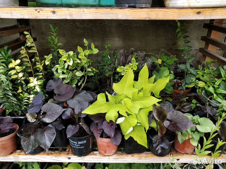 Ипомея батат