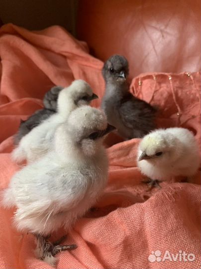 Китайские Шелковые