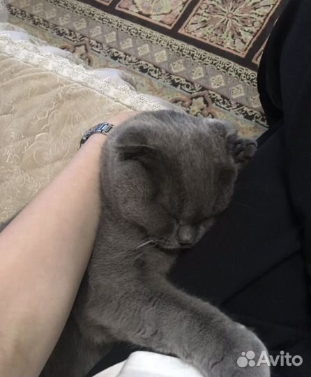 Британский вислоухий кот