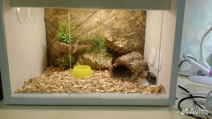 Террариум для эублефара