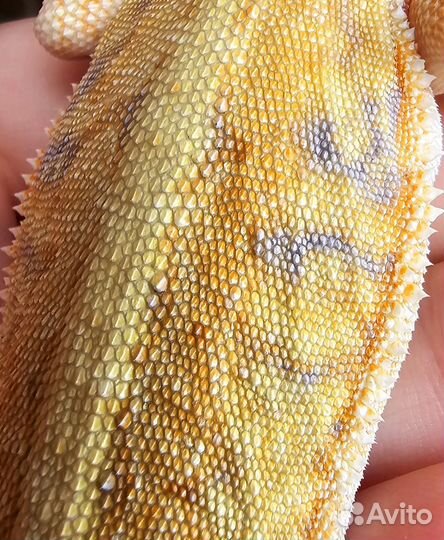 Агама гет витблитс