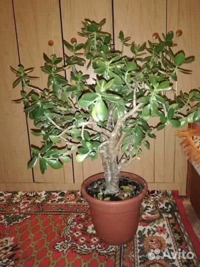 Толстянка (денежное дерево)